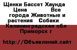Щенки Бассет Хаунда  › Цена ­ 25 000 - Все города Животные и растения » Собаки   . Калининградская обл.,Приморск г.